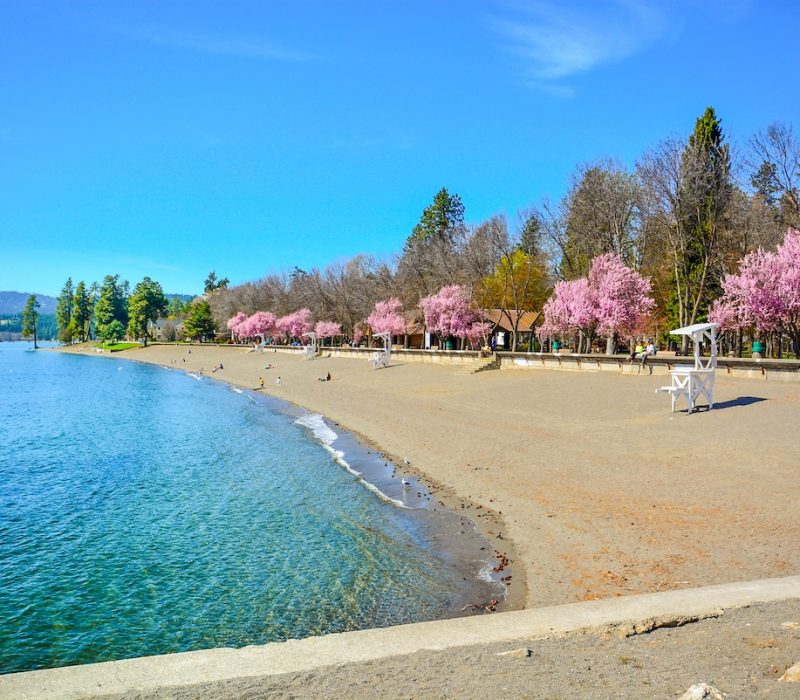 The city beach and park along Lake Coeur d'Alene during Spring with pink blossoms on the trees in the mountain rural town of Coeur d'Alene, Idaho USA.